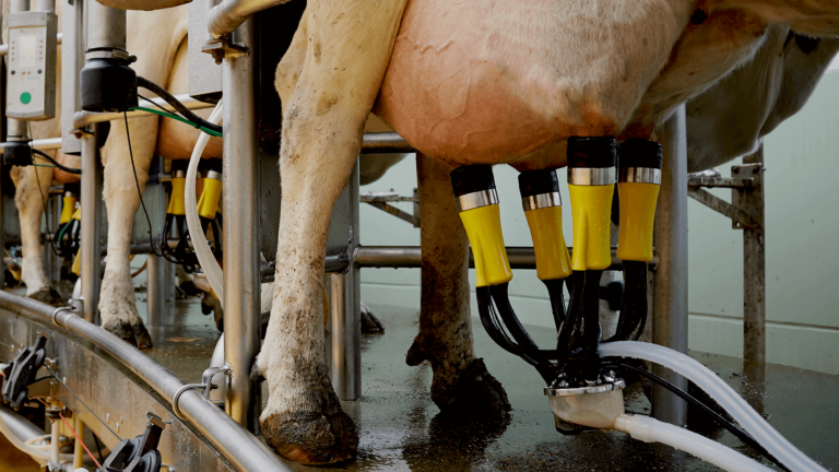 ADF Milking – automatyczny dipping i dezynfekcja międzyudojowa aparatów