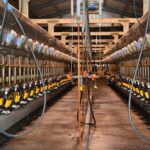 InVent ADF Milking - Paul Polska