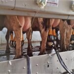 InVent ADF Milking - Paul Polska